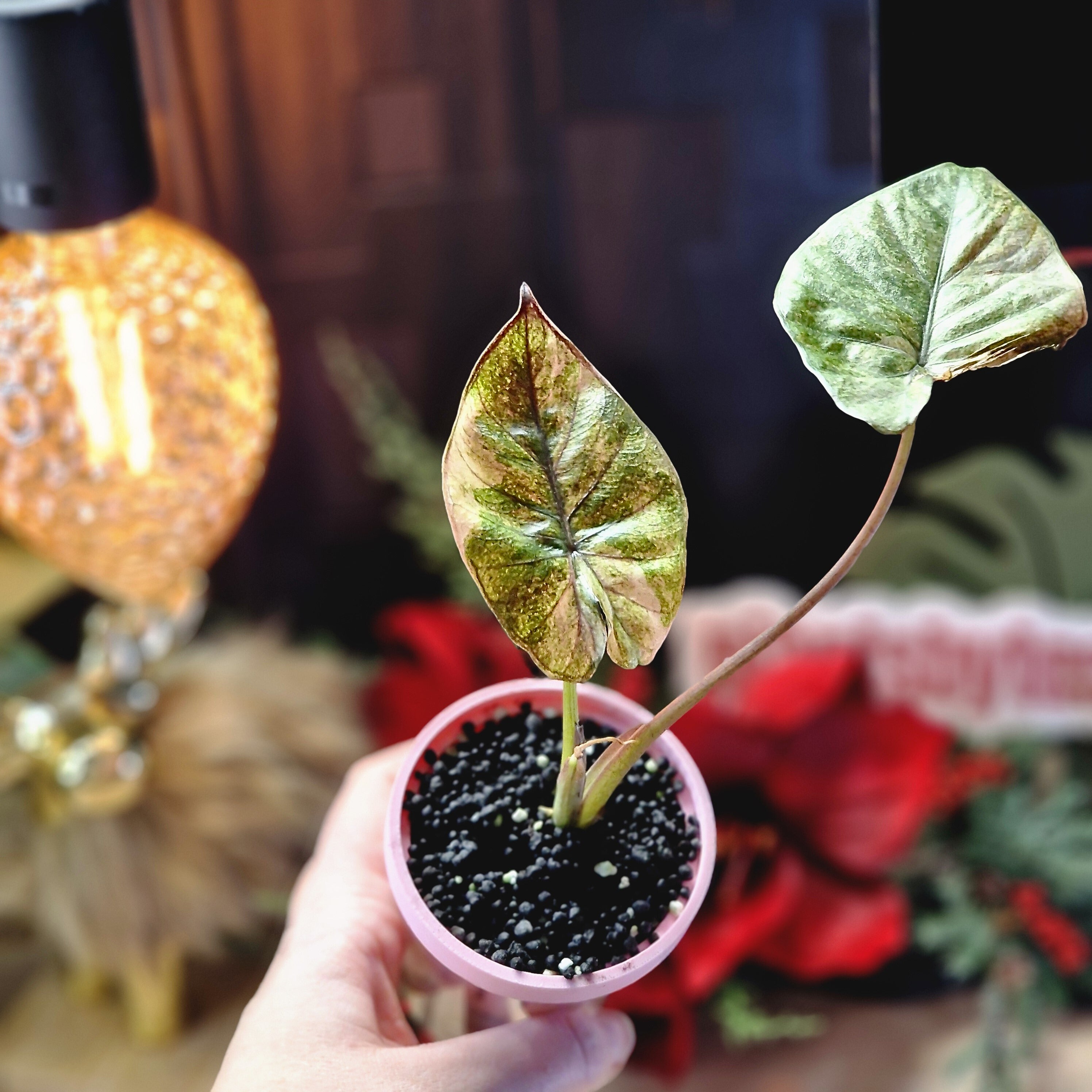 Alocasia Serendipidy Gold