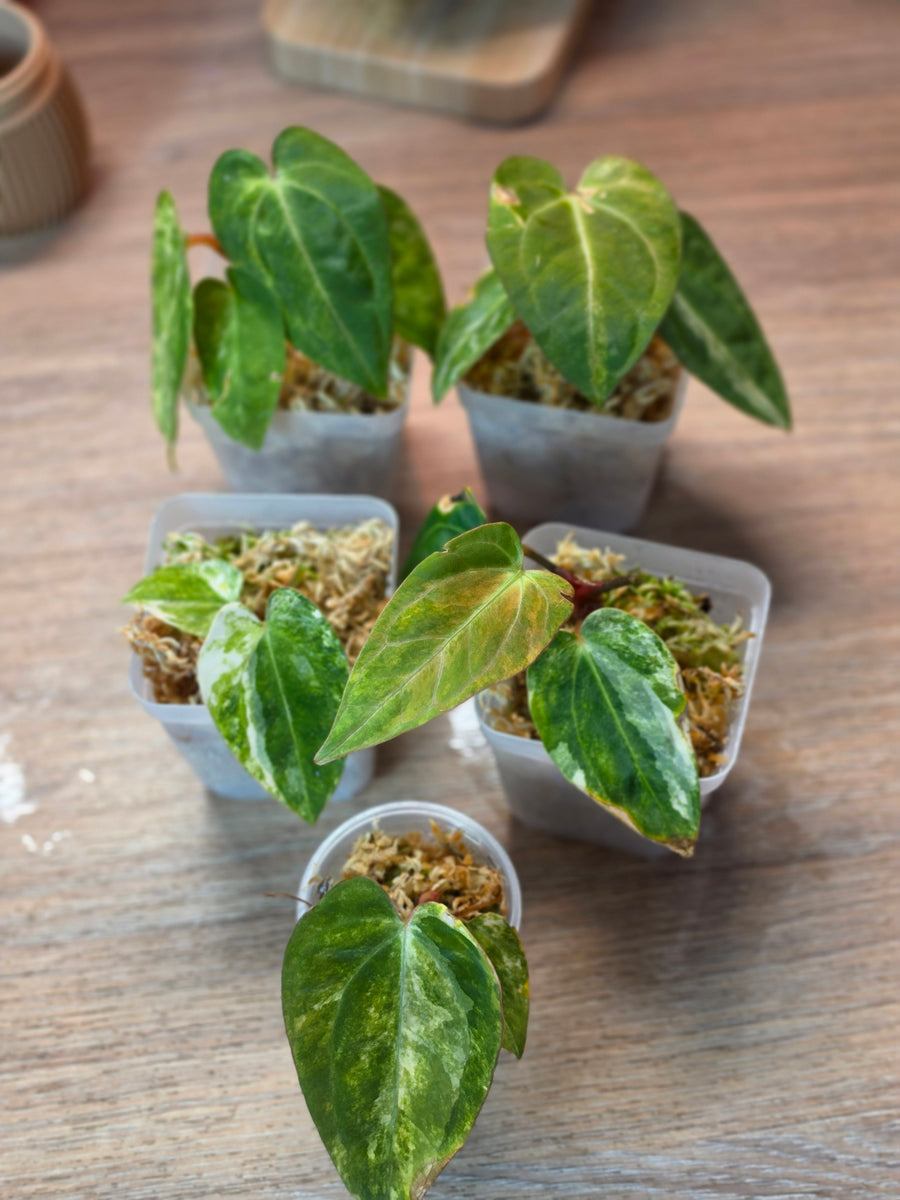 Anthurium (SKG Silver × Red Crystallinum) × (Pap Var × Carlablackiae) | Variegated Lot of 5