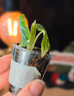 Alocasia Ninja Albo | Variegated Collector Plant #01