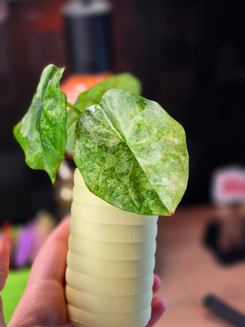 Alocasia 'Aegis' Mint