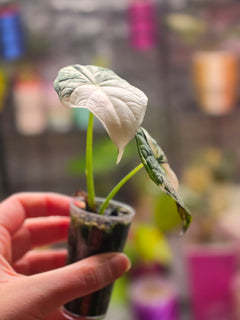 Alocasia Dragon Scale Albo | Variegated Textured Leaf Collector Plant