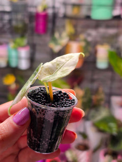 Alocasia Watsoniana Doff Albo | Rare White Variegated Collector Alocasia