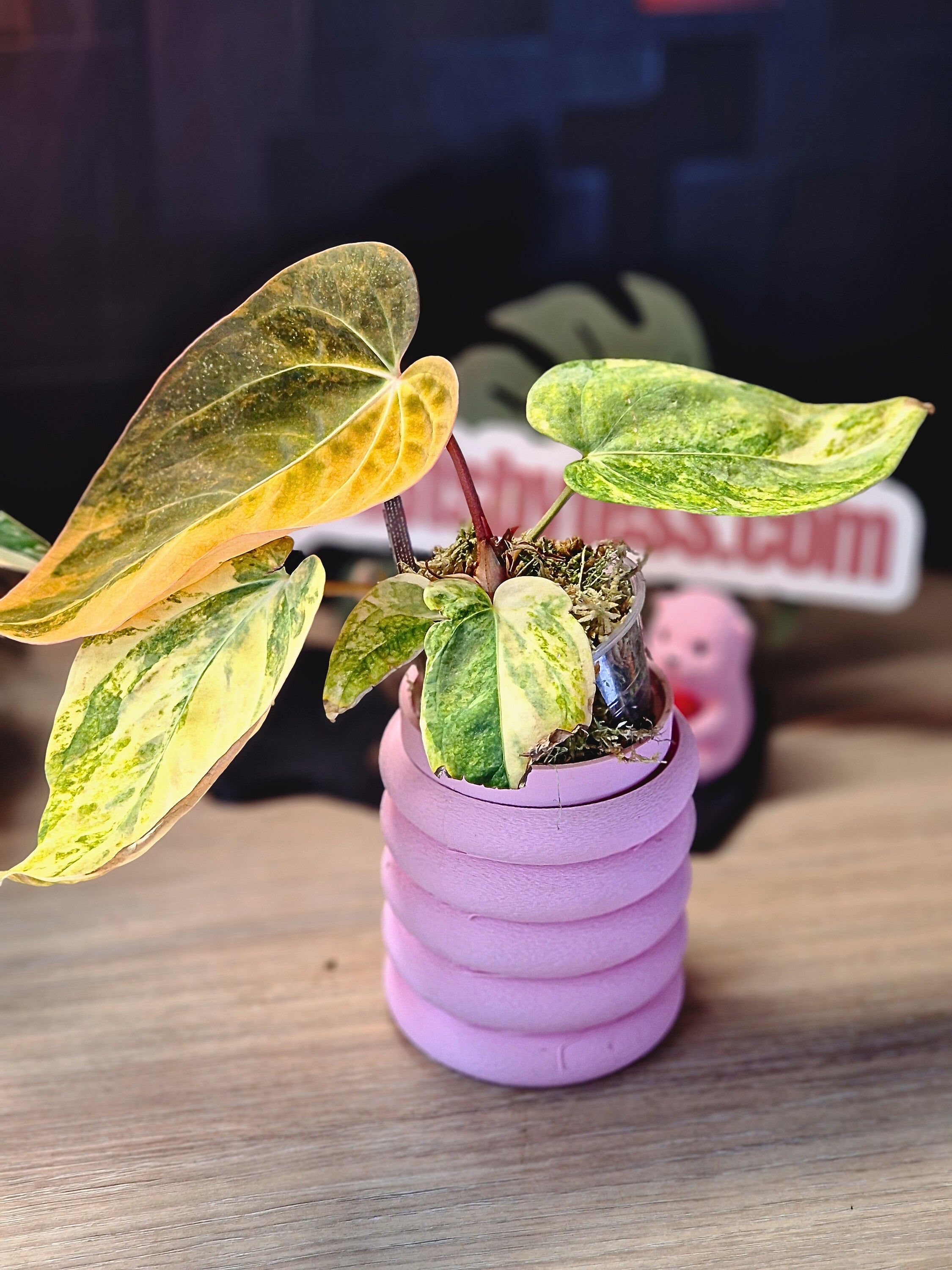 Anthurium Forgetti x (CarlaxAOS) #2