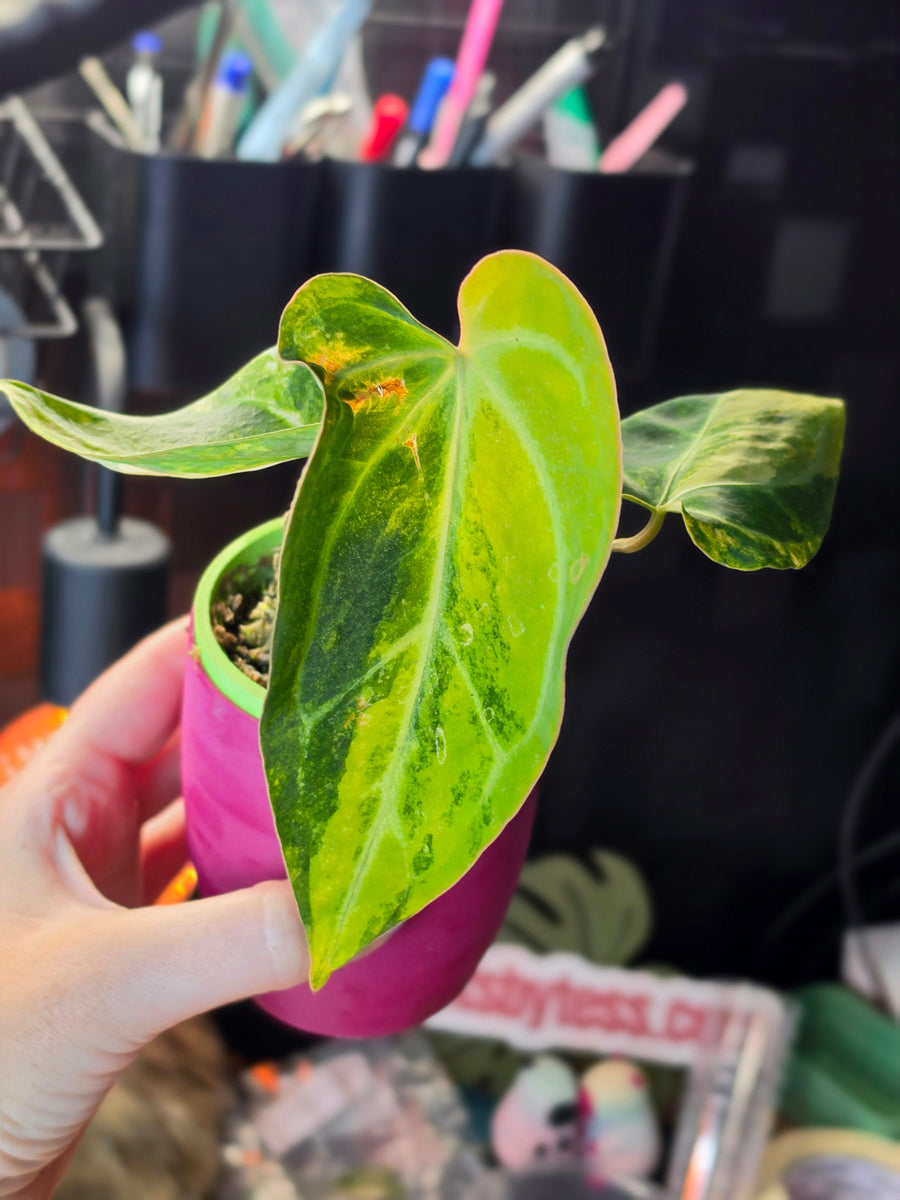 Anthurium (Papillilaminum × Crystallinum) × (Magnificum × Forgetii) | Dark Velvet Collector Hybrid