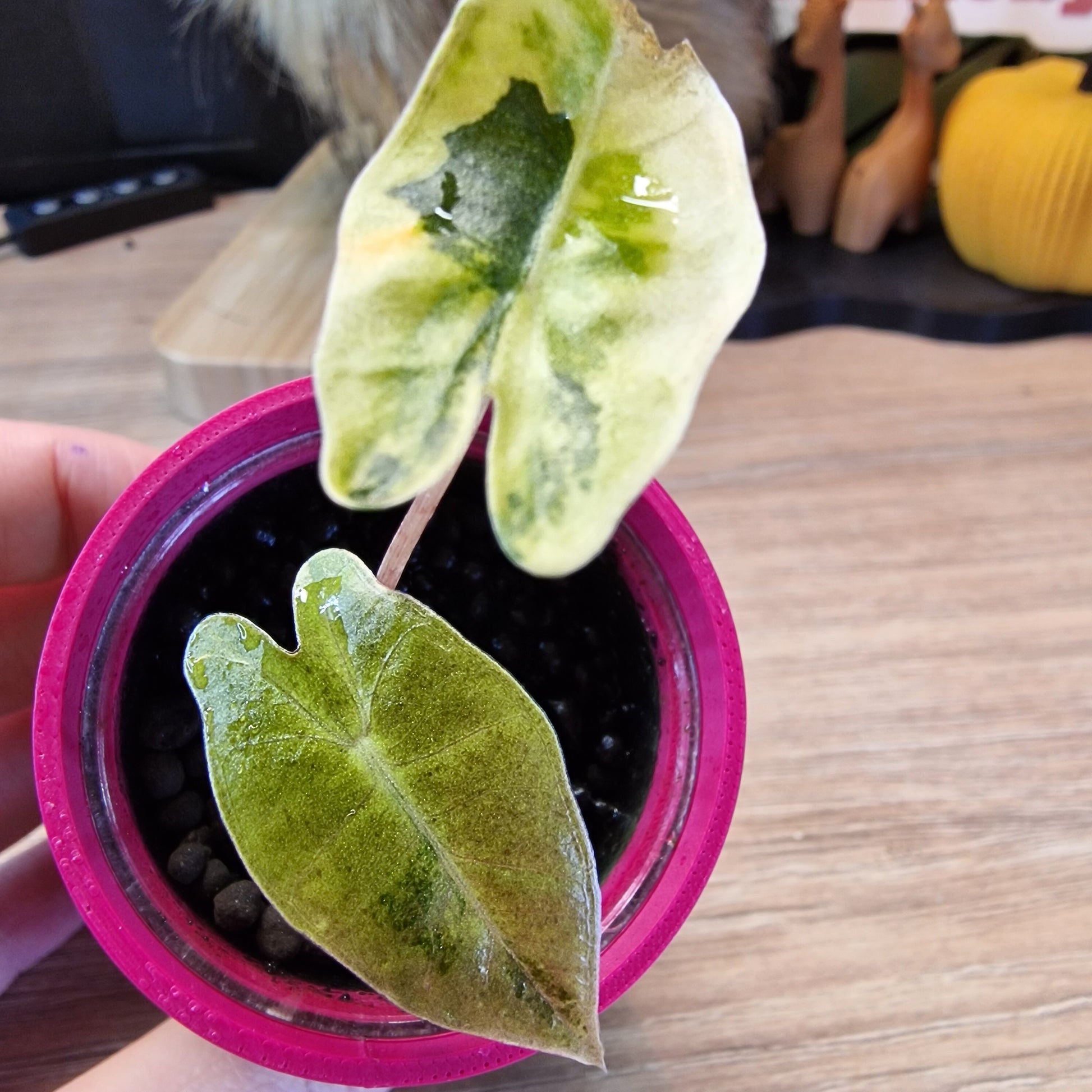 Alocasia Sanderiana pseudo aurea