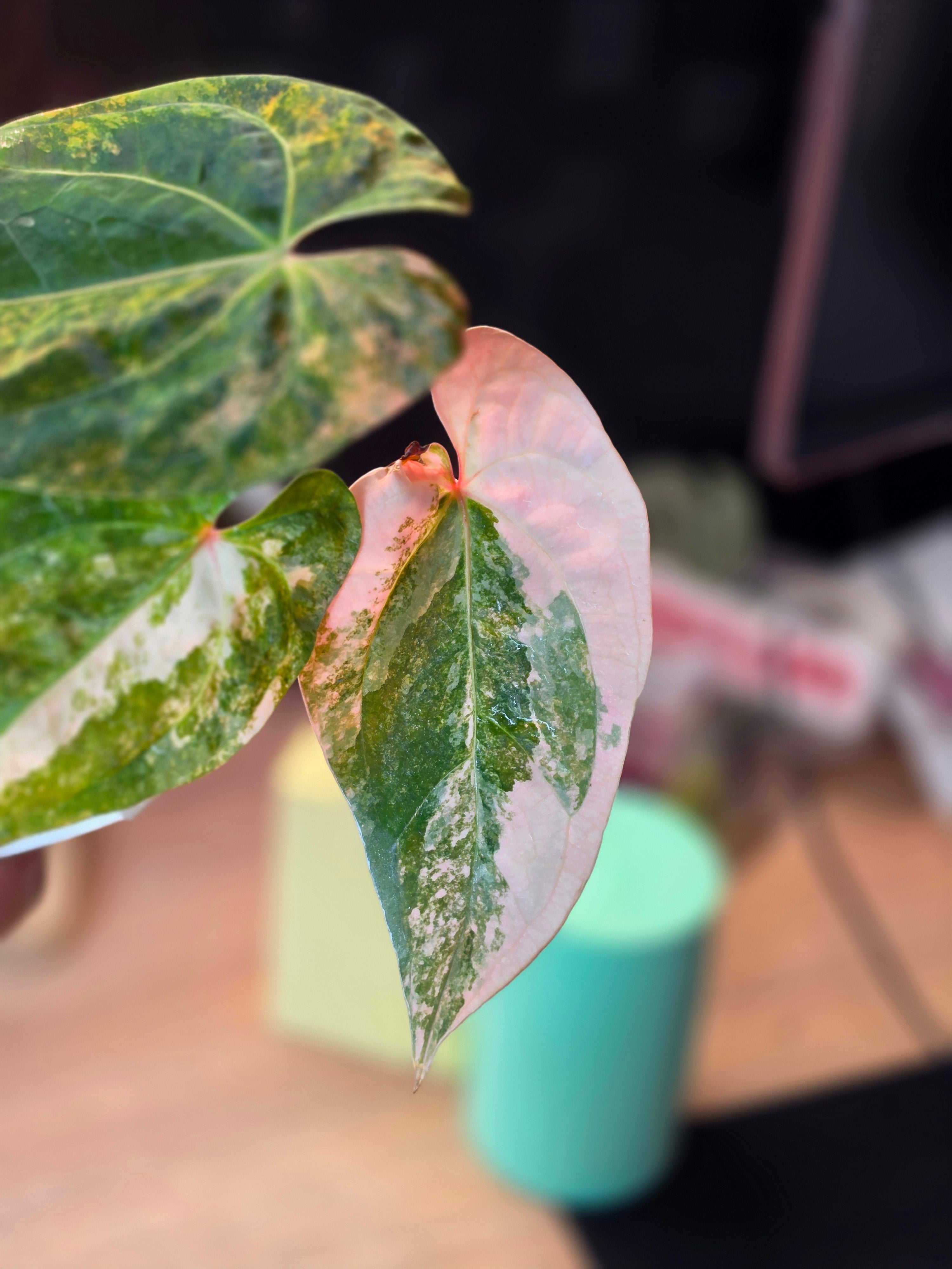Anthurium (papillilaminum × crystallinum) × (debilis × RVDP)