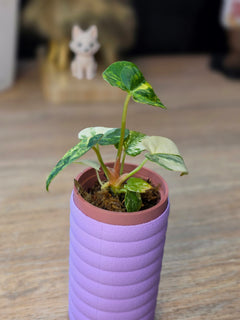 Anthurium Papillilaminum Variegated × Michelle | Velvet Variegated Collector Hybrid