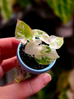 Alocasia Calidora hybrid Albo | Variegated Large Leaf Collector Plant