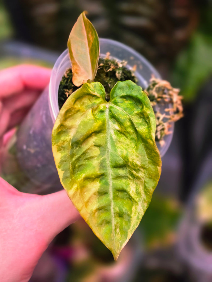 Anthurium Queen Crystallinum × (Forgetii × Papillilaminum peach) | Peach Clone Velvet Hybrid