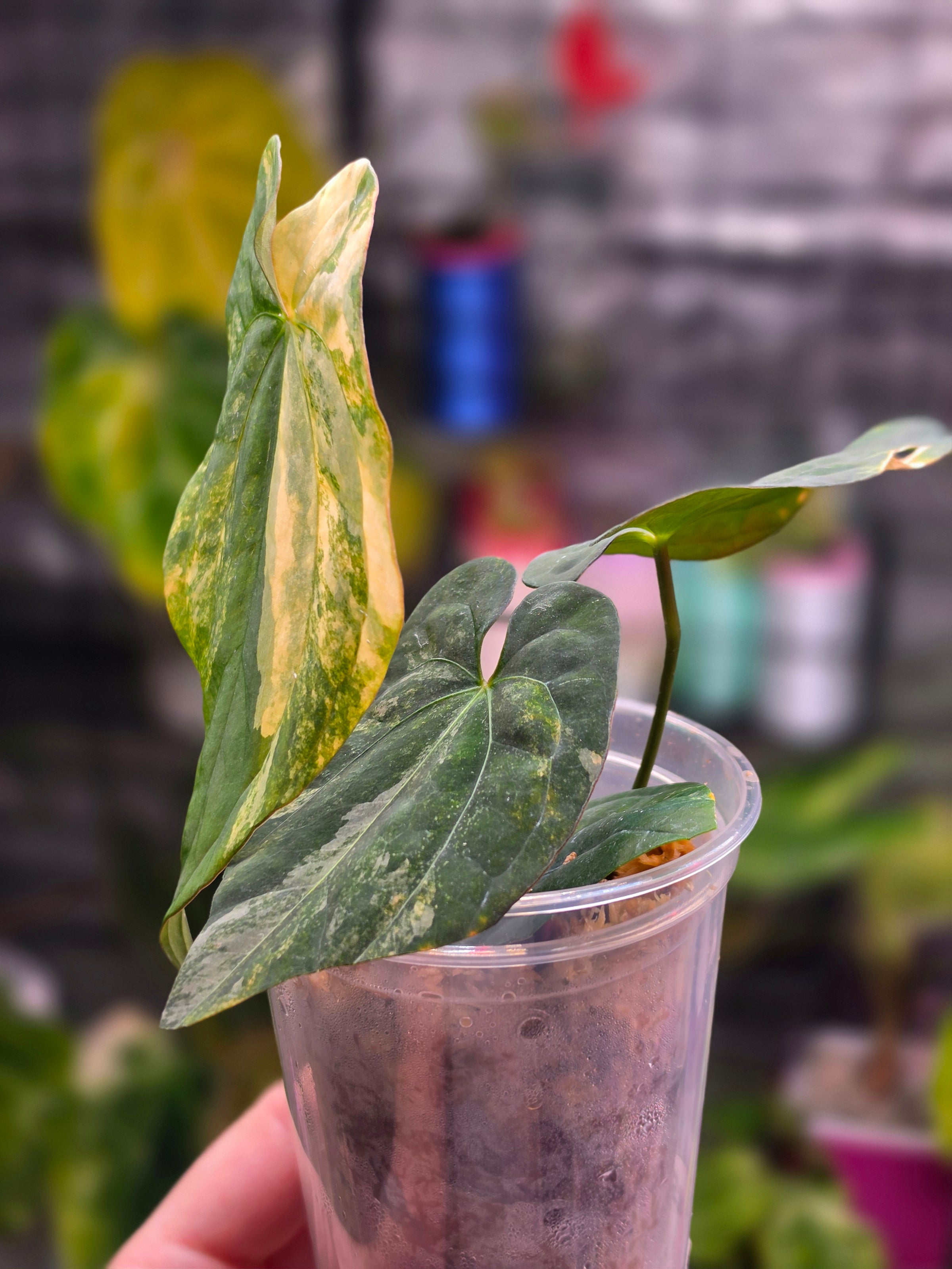 Anthurium Gunayala x Red Vein Dark Phoenix | Rare Velvet Collector Hybrid