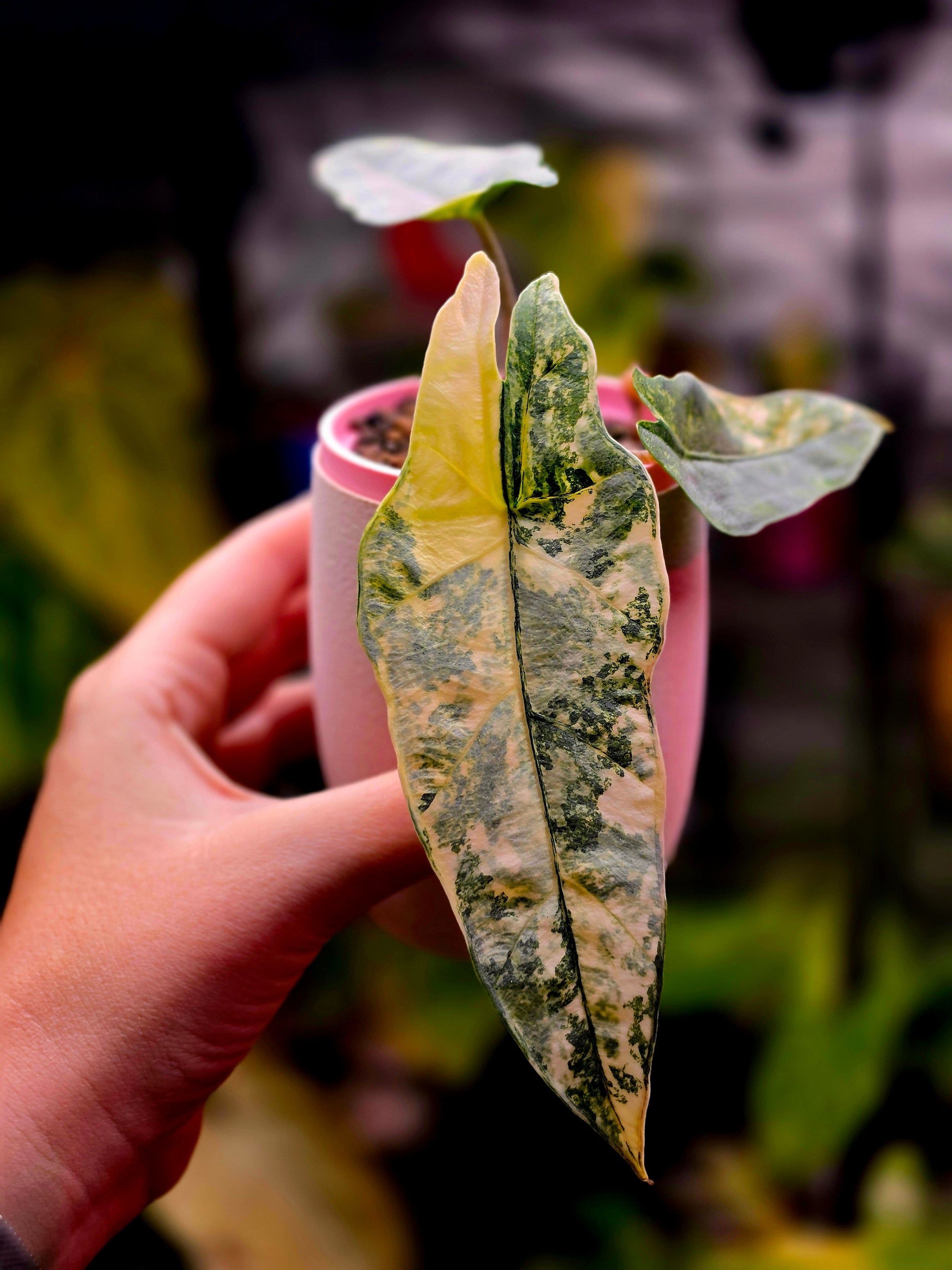 Alocasia Metallic Blue Aurea corm grown baby | Golden Variegated Rare