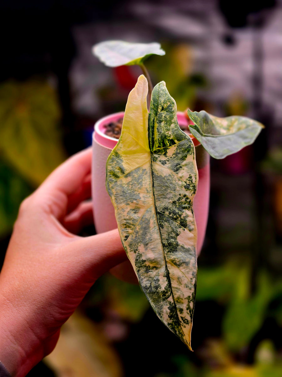 Alocasia Metallic Blue Aurea corm grown baby | Golden Variegated Rare