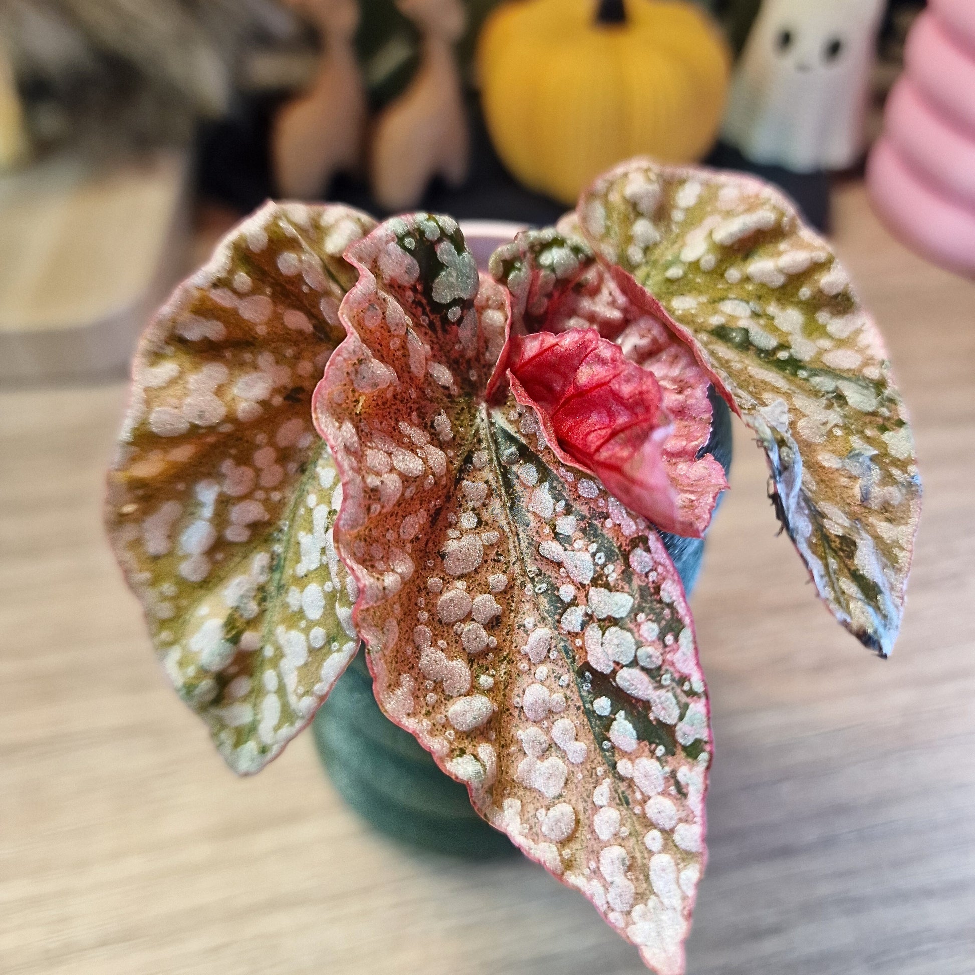 Begonia Snow Capped variegated