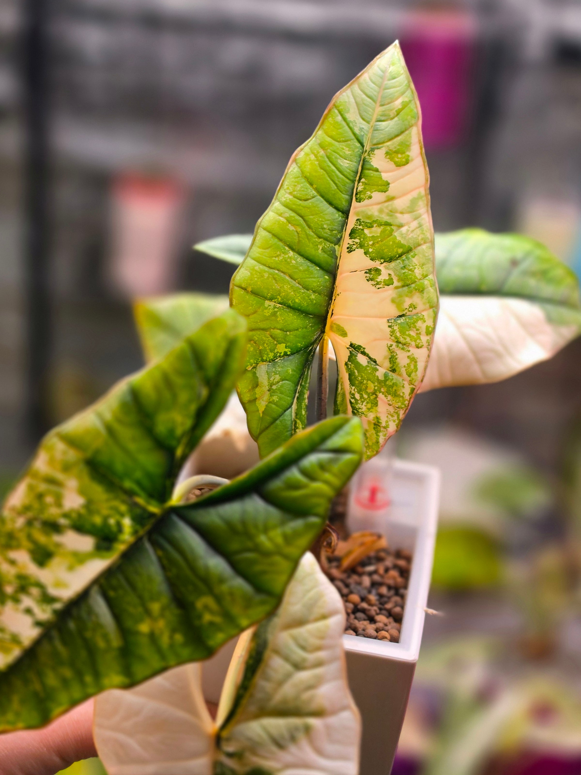 Alocasia Platinum Albo | Corm Grown Variegated Collector Alocasia