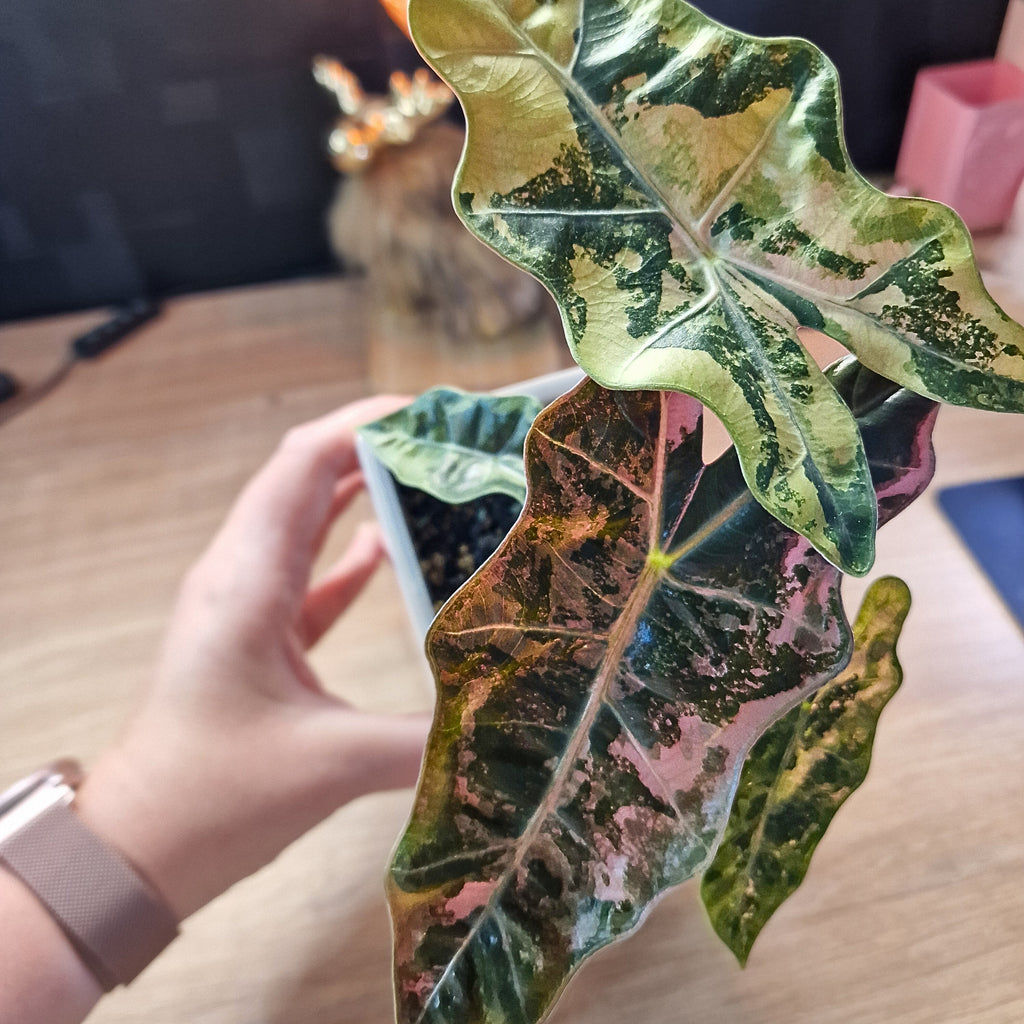 Alocasia Sanderiana pseudo pink corm