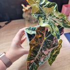 Alocasia Sanderiana pseudo pink corm