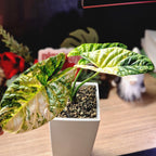 Alocasia Sinuata aurea corm