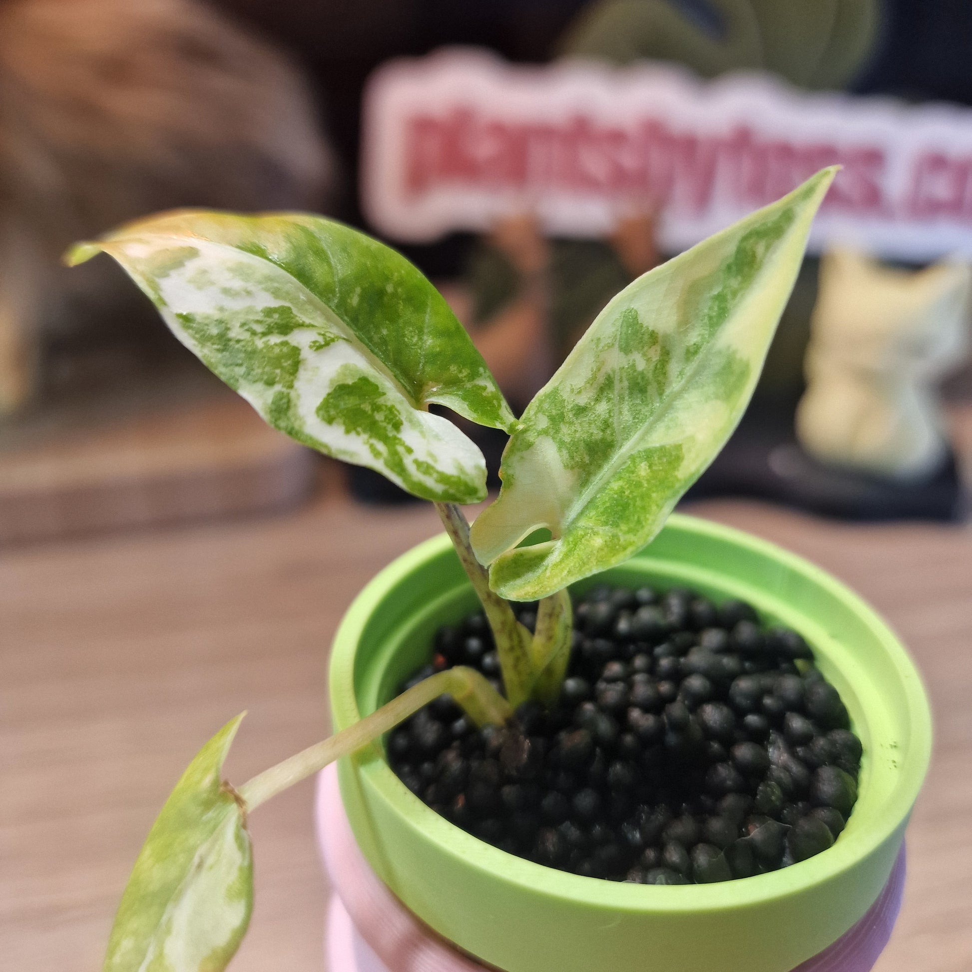 Alocasia Lauterbachiana albo