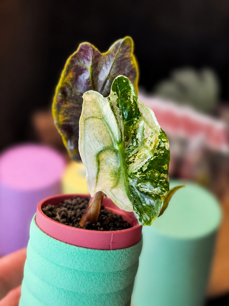 Alocasia 'Venom Pink'