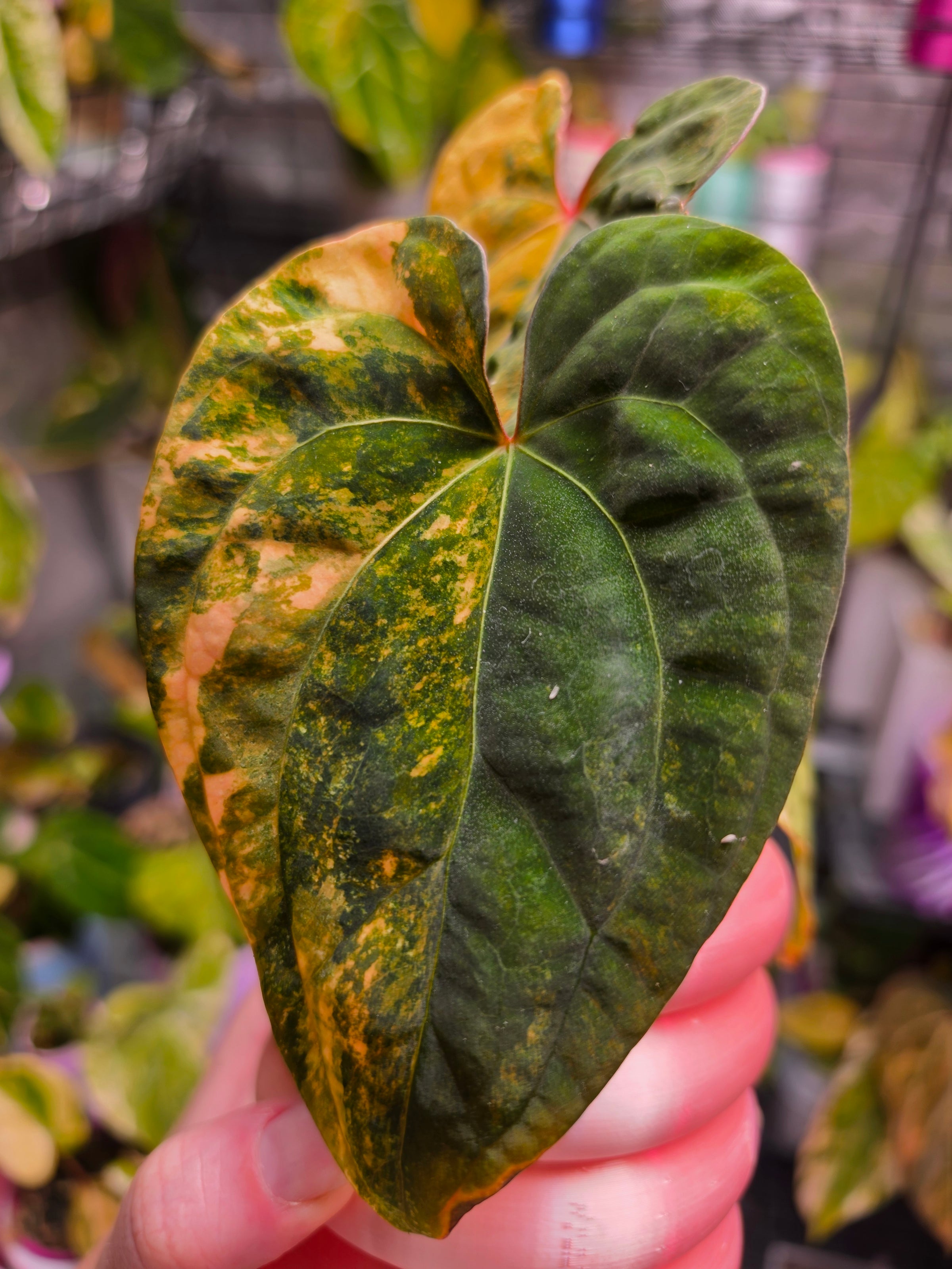 Anthurium Papillilaminum × Red Vein Dark Phoenix | Velvet Collector Hybrid
