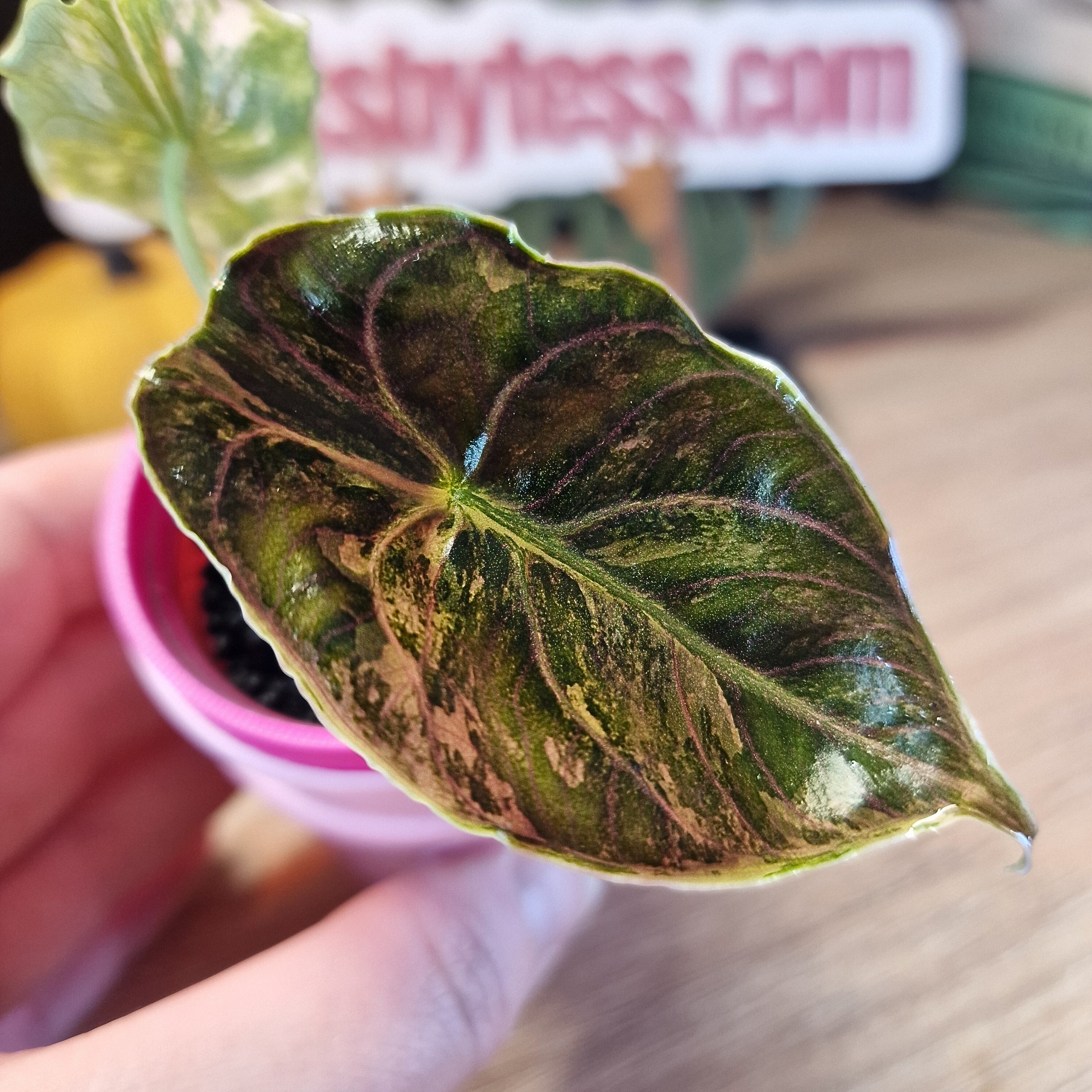 Alocasia Azlanii aurea – Plant.ess