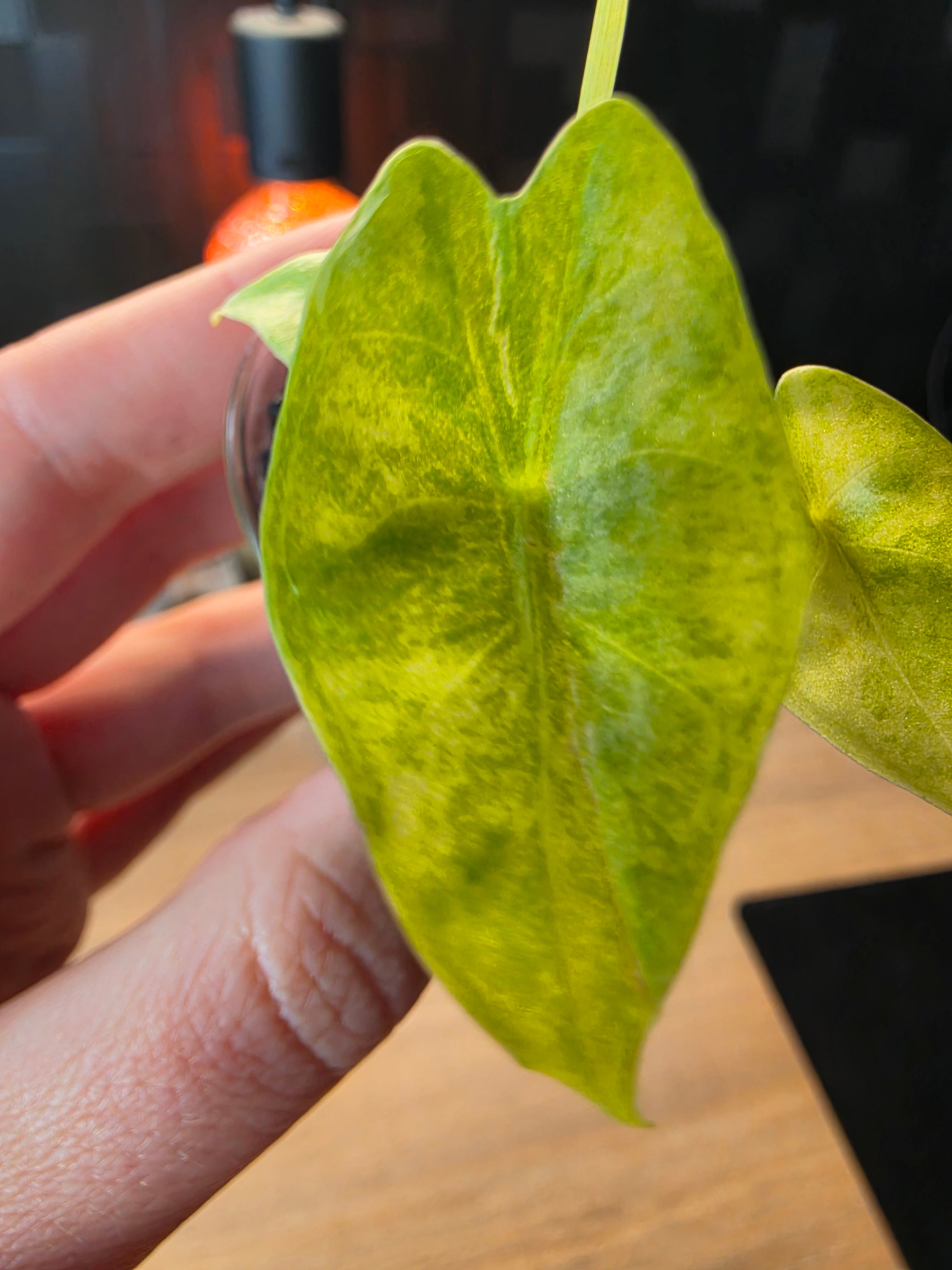 Alocasia Venusta Aurea | Rare Yellow Variegated Collector Alocasia