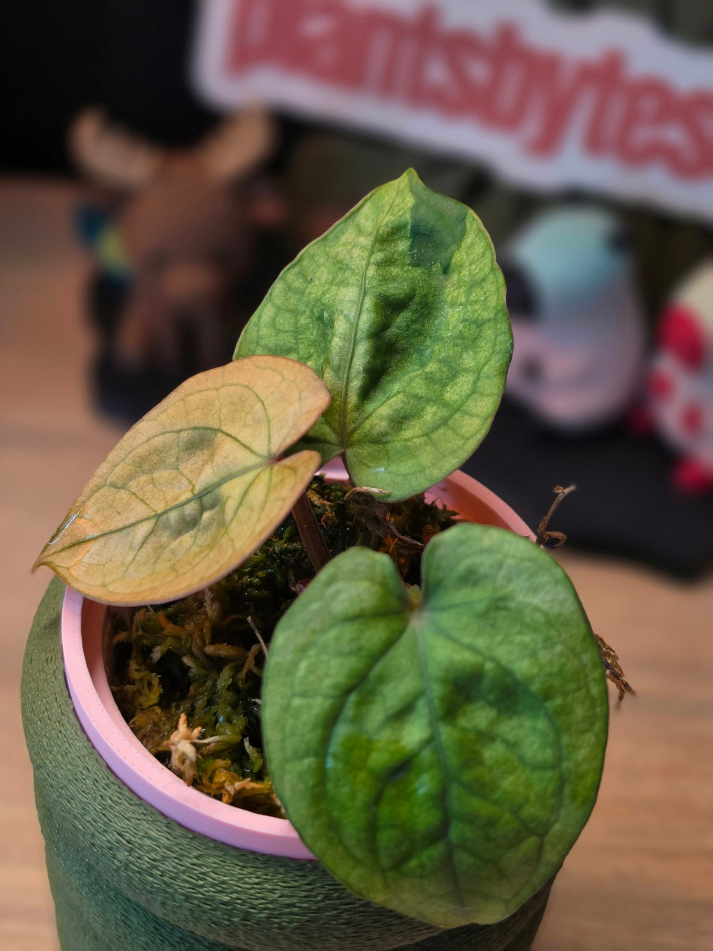 Anthurium Luxurians × Forgetii | Velvet Hybrid