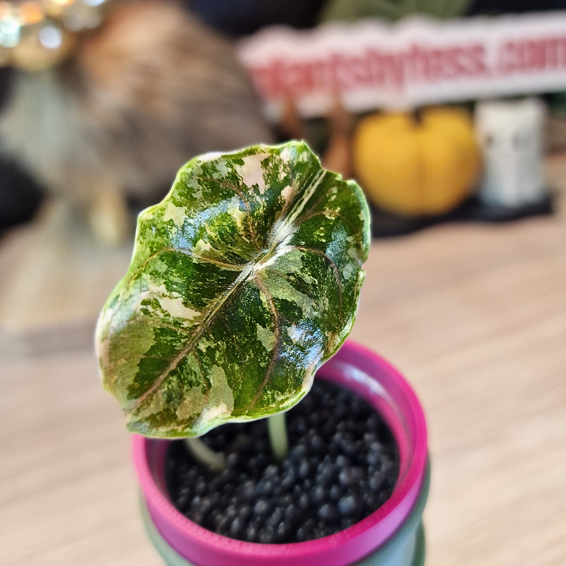 Alocasia Azlanii aurea
