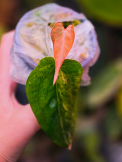 Anthurium (Supermassive × Warocqueanum) × Papillilaminum | Pink Variegated Collector Clone