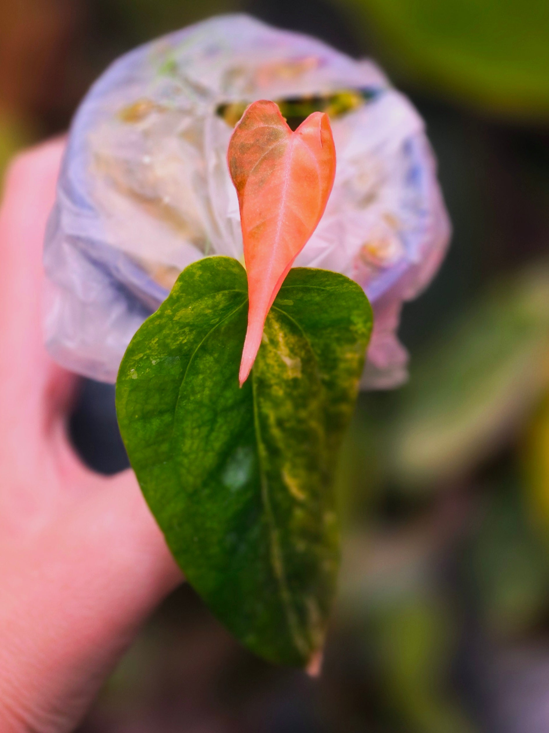 Anthurium (Supermassive × Warocqueanum) × Papillilaminum | Pink Variegated Collector Clone