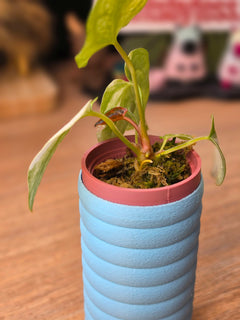 Anthurium Papillilaminum Variegated × Michelle #3 | Velvet Variegated Collector Hybrid