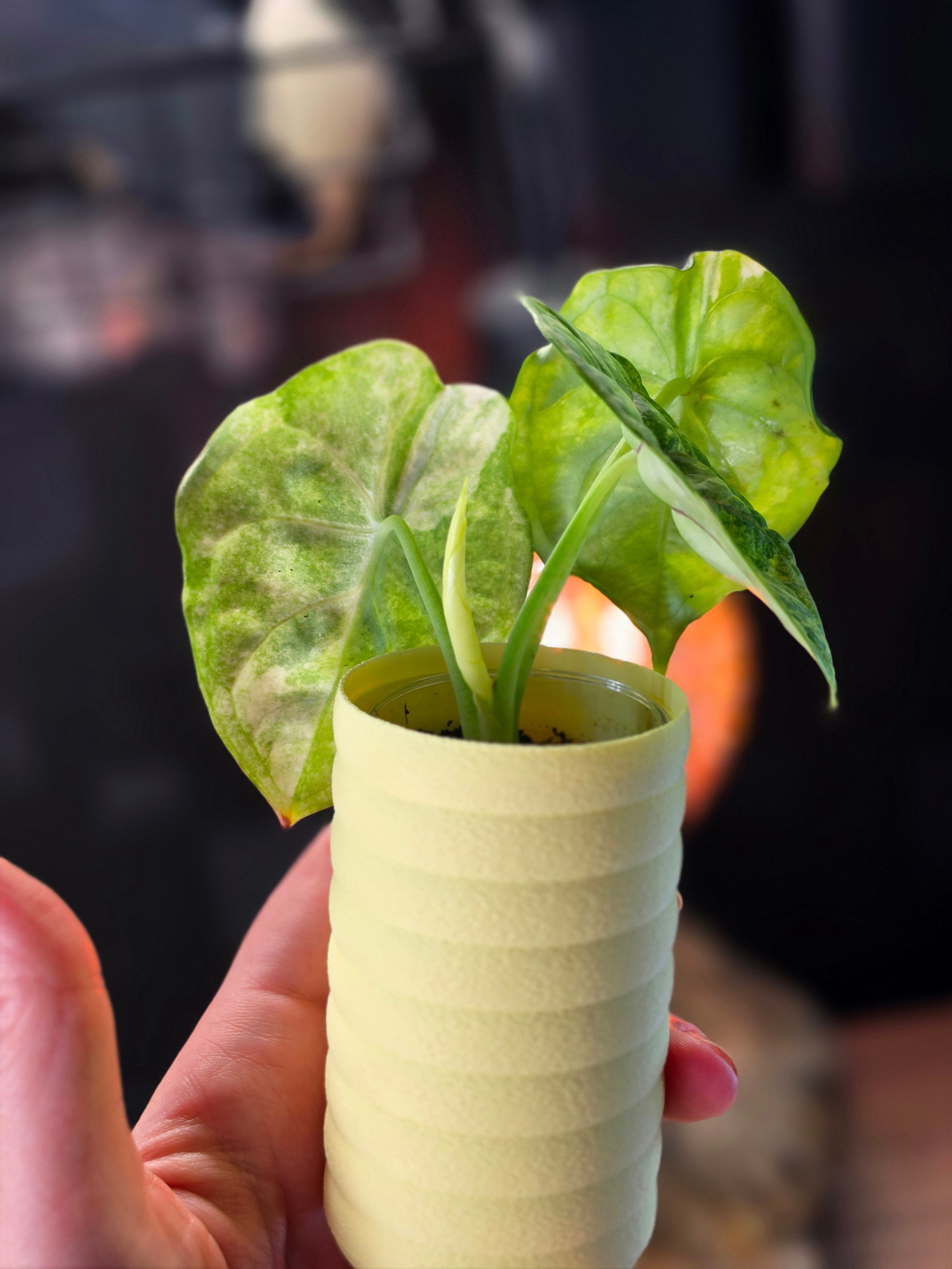 Alocasia 'Aegis' Mint
