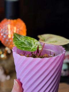Anthurium Magnificum × Dressleri White | Velvet Collector Hybrid