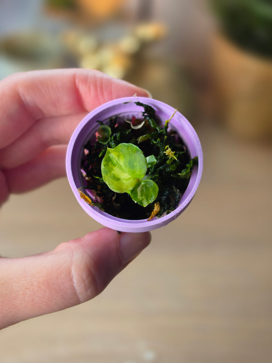 Anthurium (Papillilaminum × Crystallinum) × Portillae Open — Variegated Seedling #5