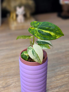 Anthurium Papillilaminum Variegated × Michelle | Velvet Variegated Collector Hybrid
