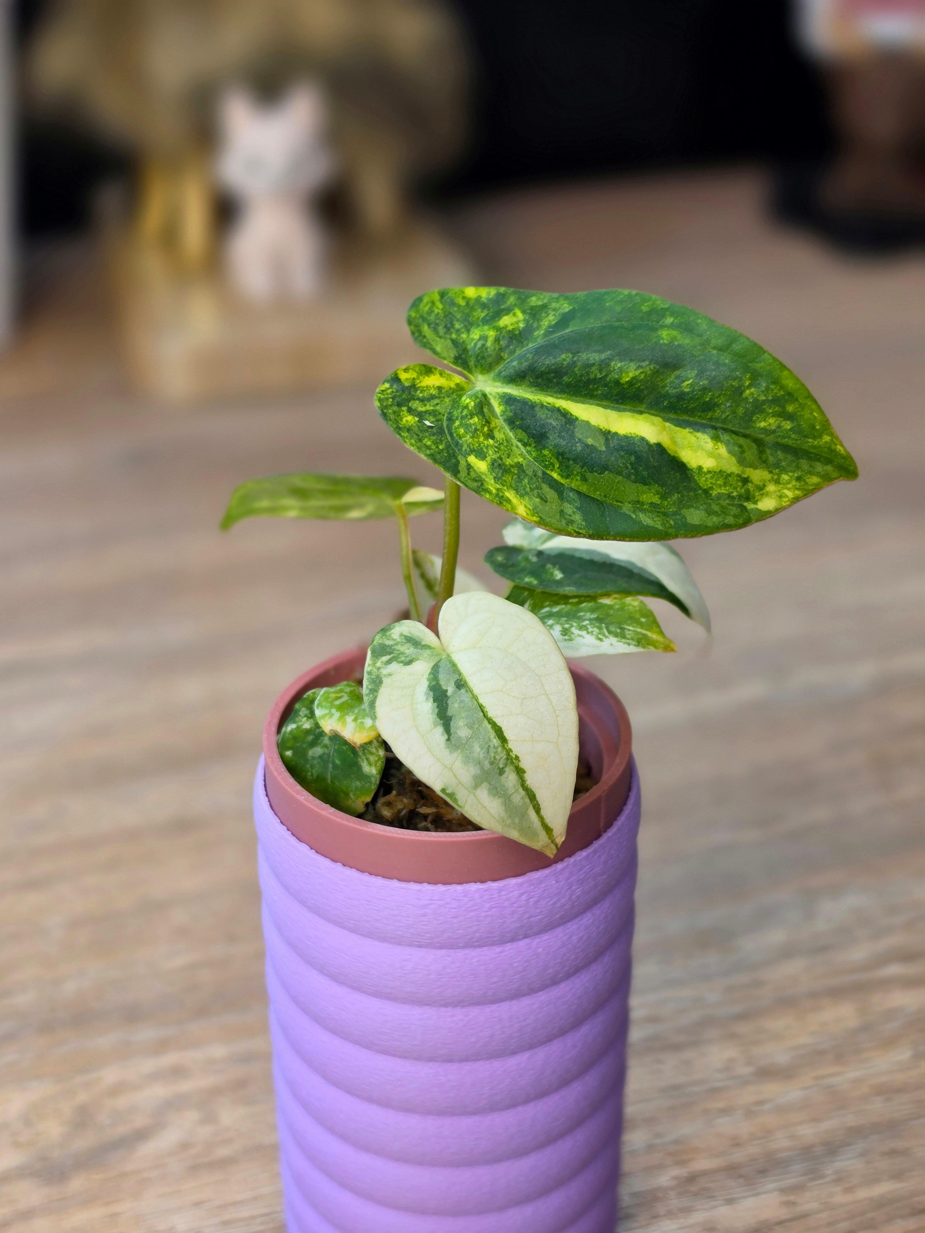 Anthurium Papillilaminum Variegated × Michelle | Velvet Variegated Collector Hybrid