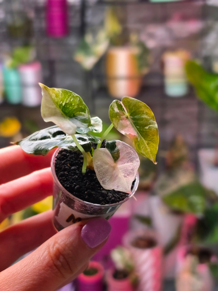 Alocasia Mandalay Pink Variegated | Rare Pink Alocasia Collector Plant