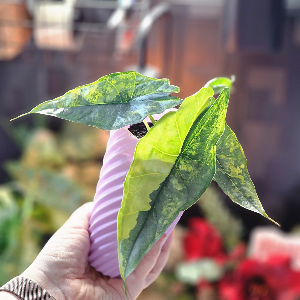 Alocasia Heterophylla 'Dragons Breath' aurea corm