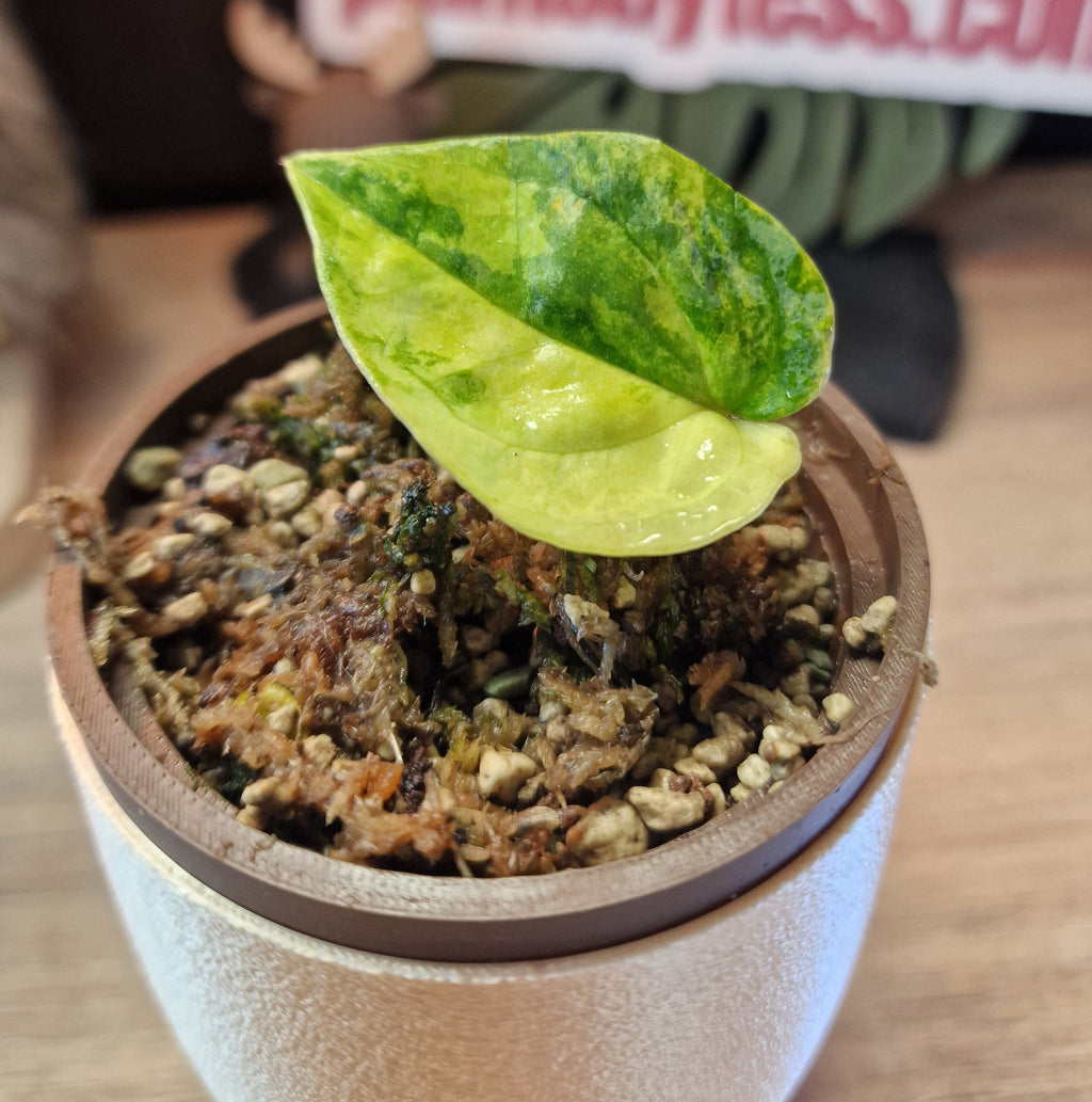 Anthurium (papi x crys) x (debilis x rvdp)