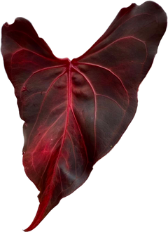 Anthurium Starter Kit | Seedling + MINI SIPS Self-Watering Setup