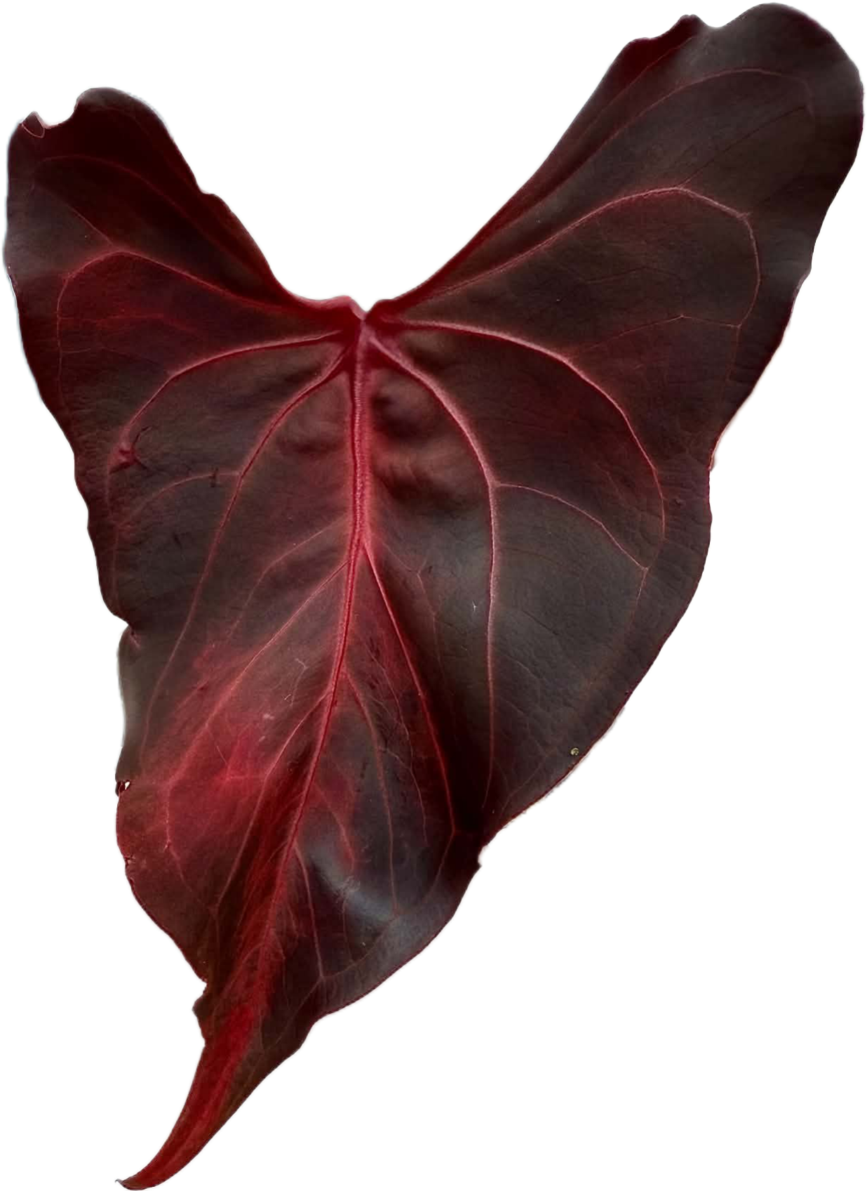 Anthurium Starter Kit | Seedling + MINI SIPS Self-Watering Setup