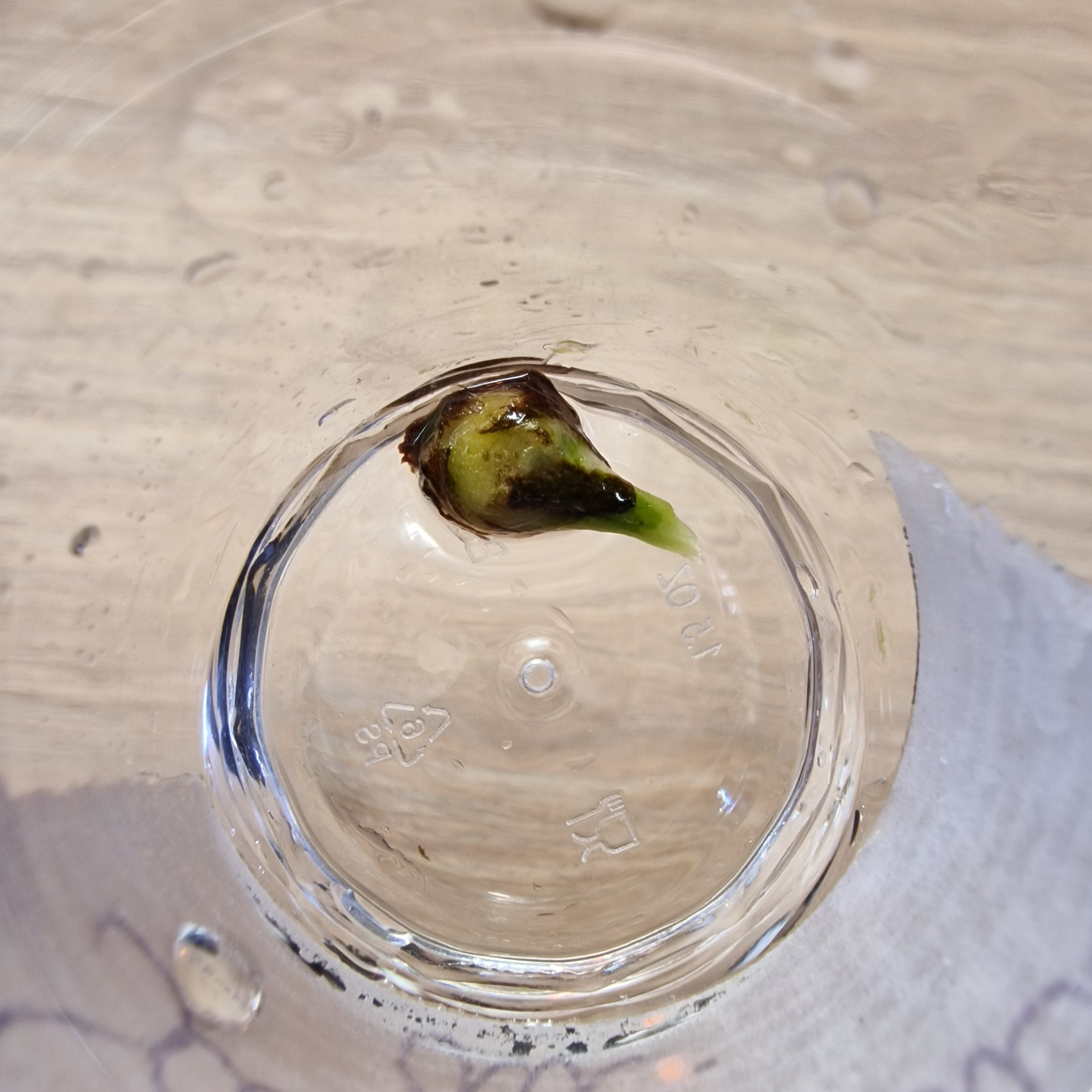 Alocasia Sanderiana Bull aurea corm