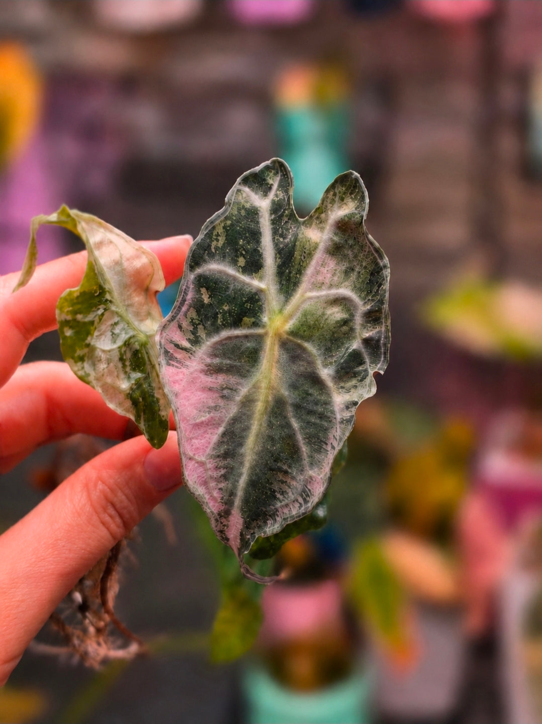 Alocasia Venom Pink | Collector Corm from Selected Mother