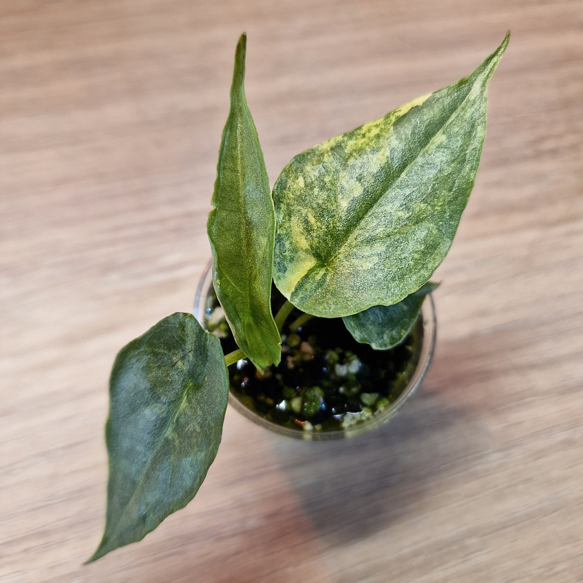 Alocasia Heterophylla 'Dragons Breath' aurea
