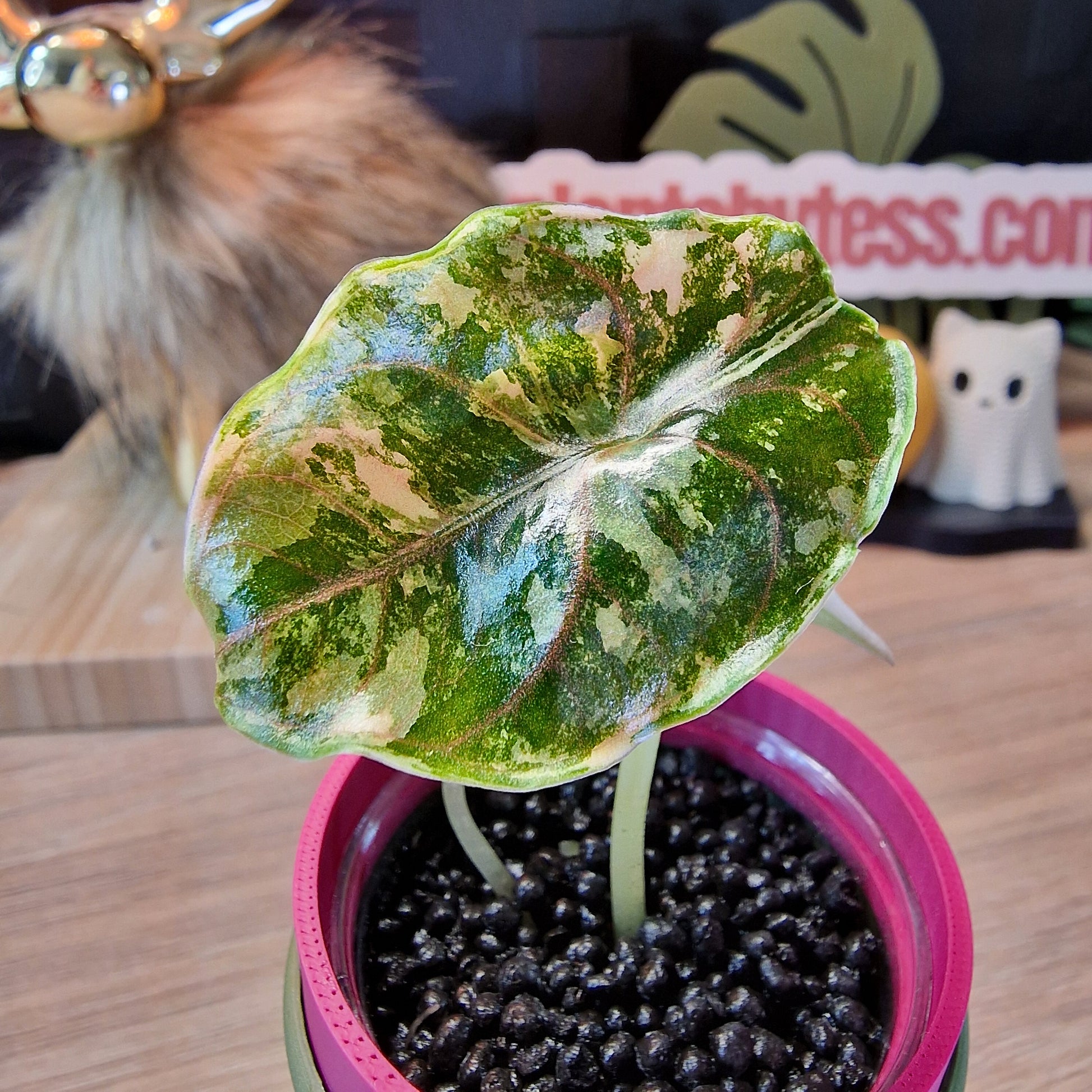 Alocasia Azlanii aurea