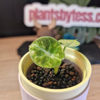 Alocasia Ninja Pink baby