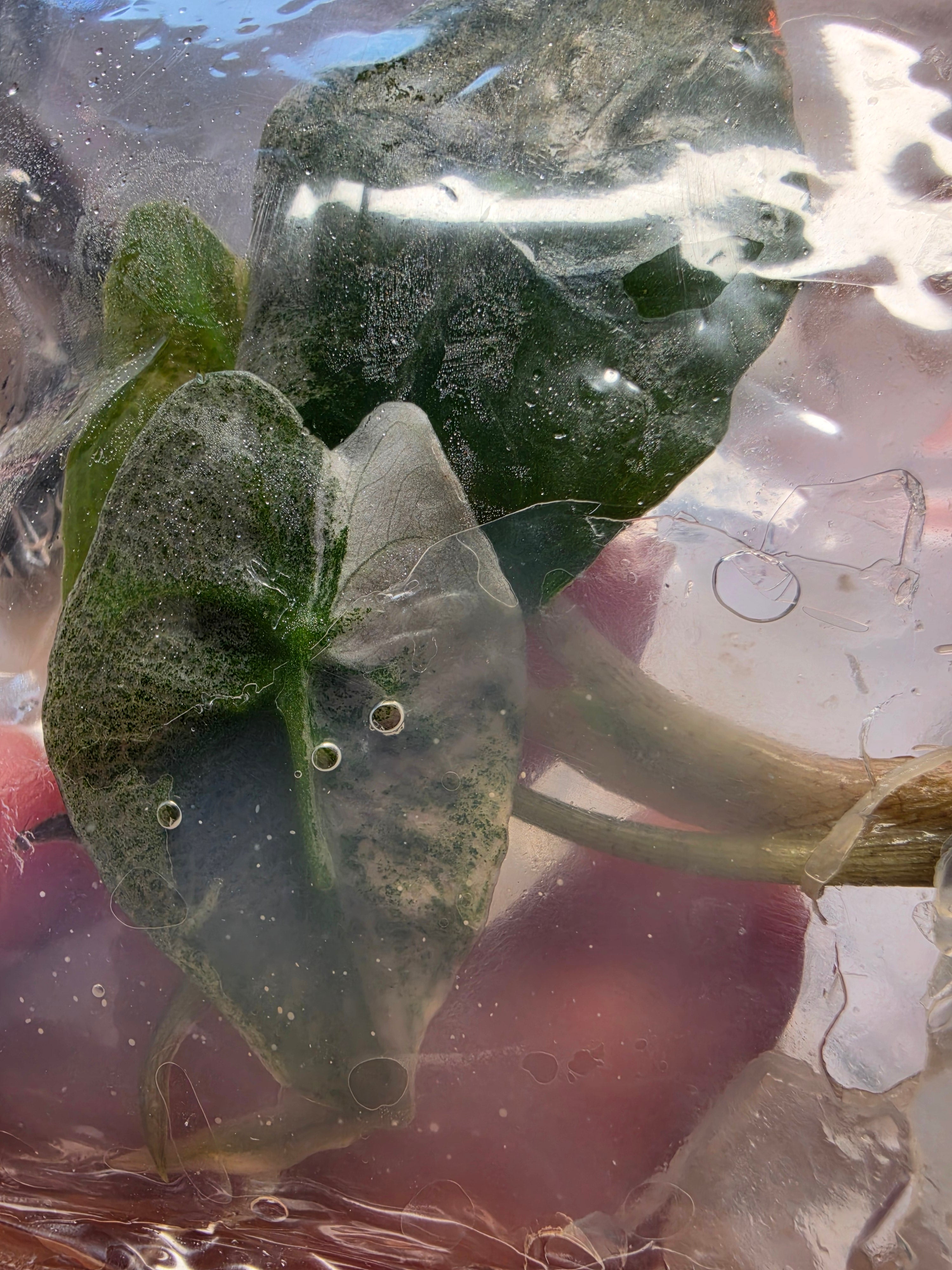 Alocasia Venom Pink TC Pre-Order | High Grade Variegated Collector Alocasia