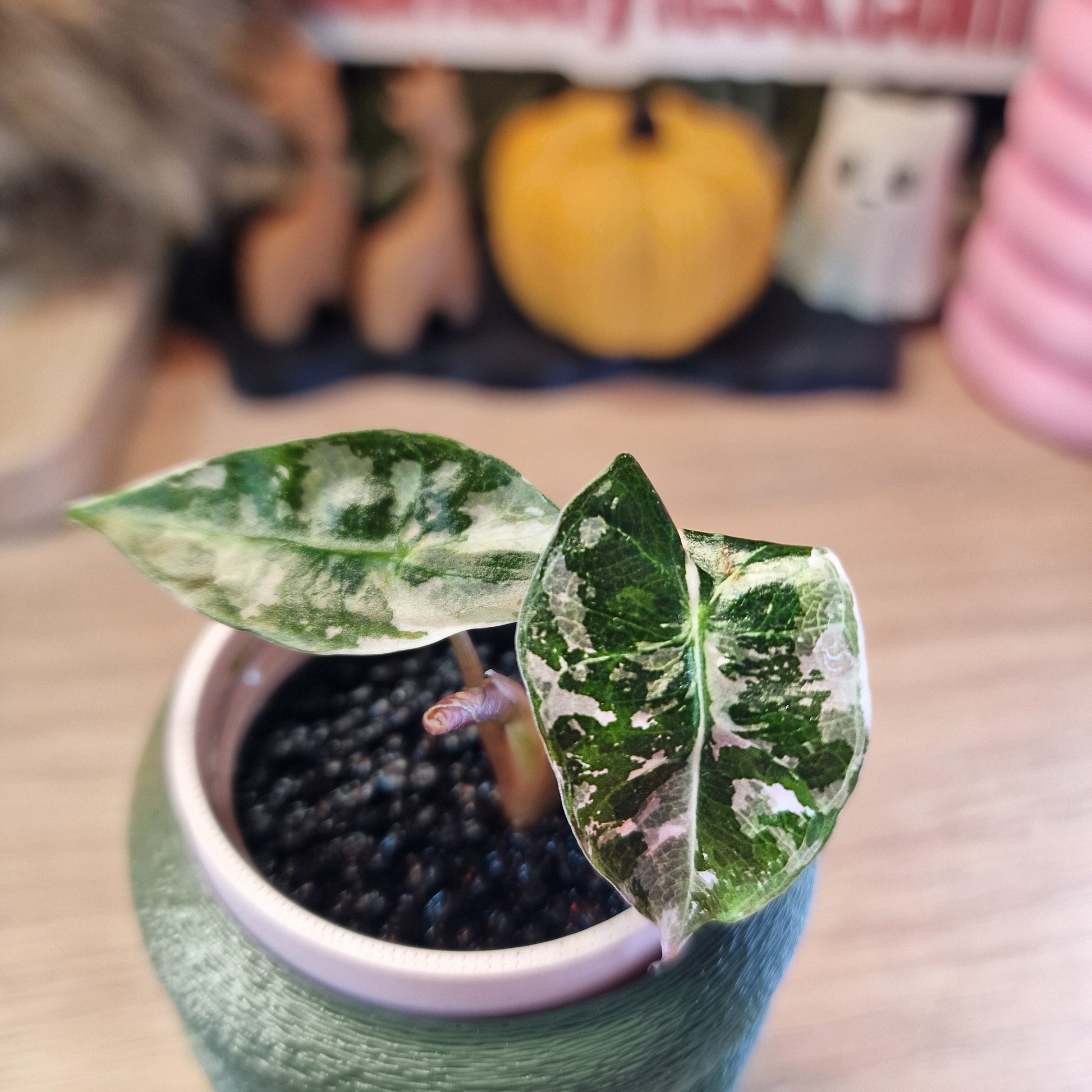 Alocasia Polly Pink snowflake ❄️
