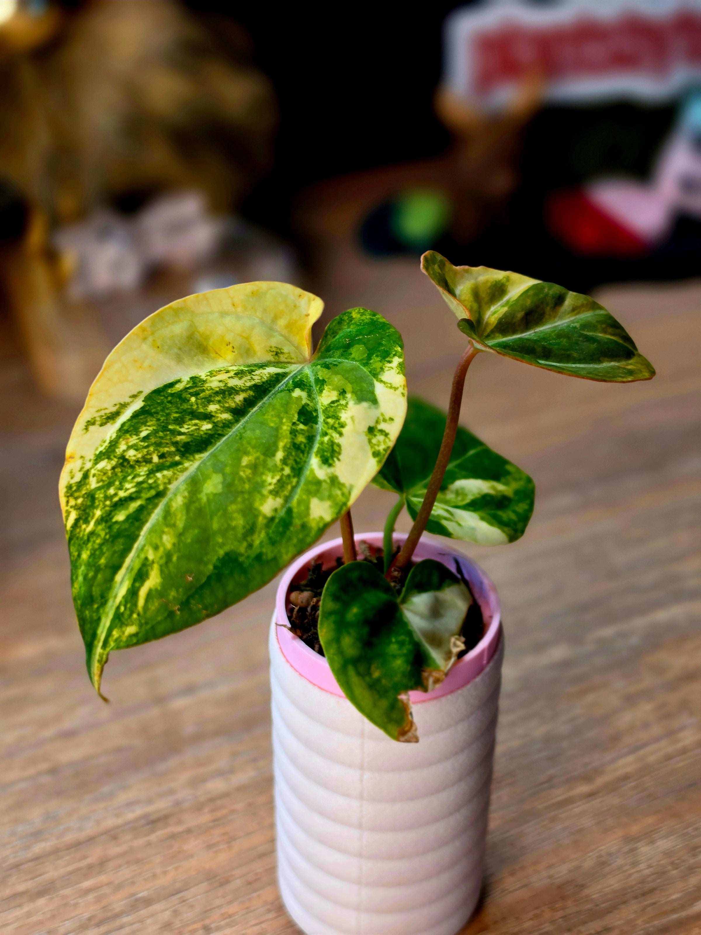 Anthurium Carlablackiae × (Papillilaminum × Ace of Spades) | Dark Velvet Hybrid Collector Plant