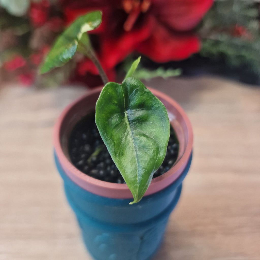 Alocasia Corazon aurea baby